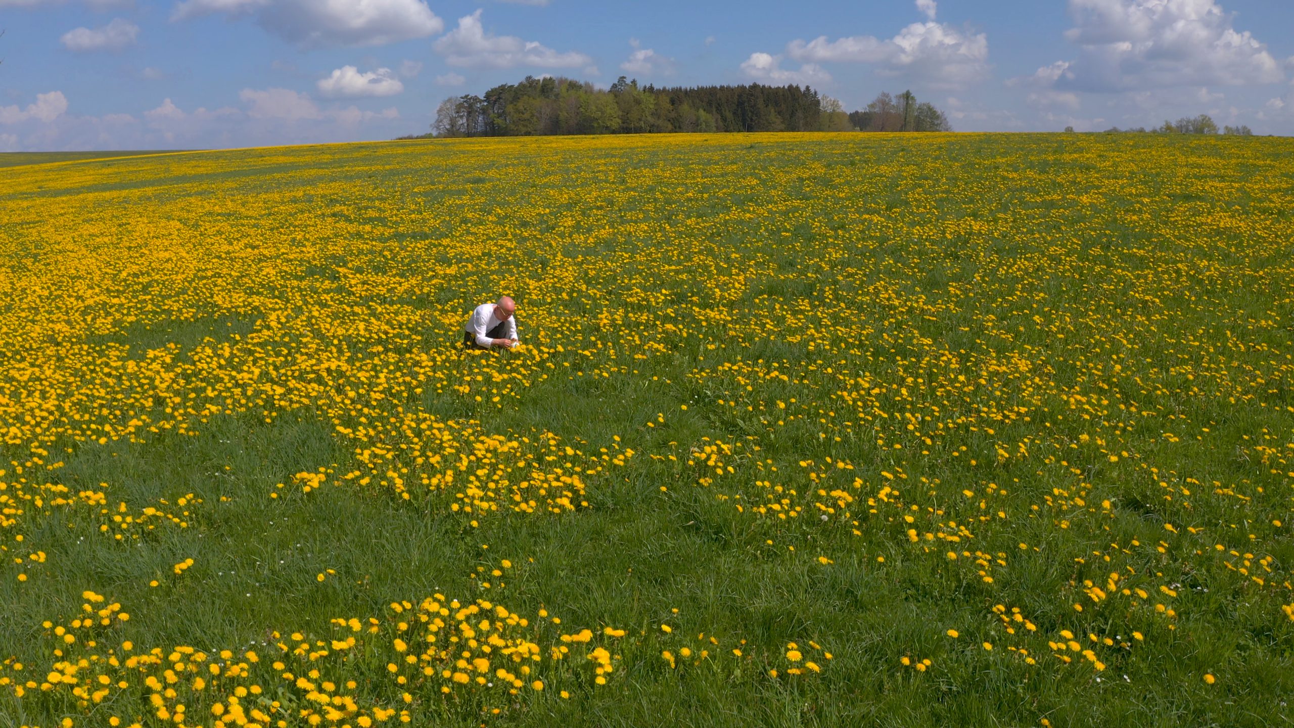 Wolfgang Laib sammelt Bütenpollen vom Löwenzahn, Oberschwaben 2022, Filmstill